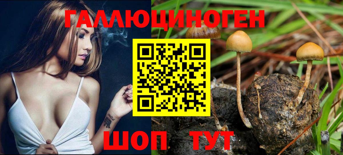 Галлюциногенные грибы Psilocybe Минусинск